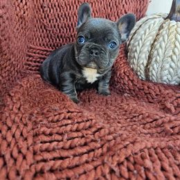 French Bulldog Puppies from HP Doodles