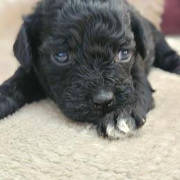 Thistle - Black and white female Aussiedoodle puppy in Tucson, Arizona from Ever After Doodles Arizona