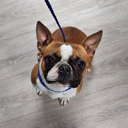 Drama - Boston Terrier