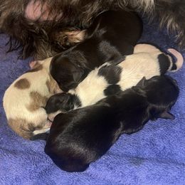 Name coming soon - Piebald female Morkie puppy in Aliquippa, Pennsylvania from The Morkie Mom