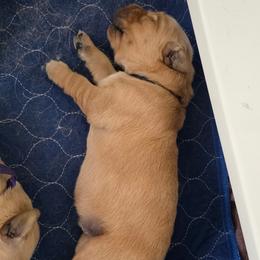 1st male - Golden male Golden Retriever puppy in Tampa, Florida from Sydney’s Goldens