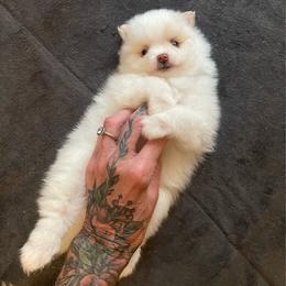 Lily - White female Pomeranian puppy in Mc Henry, Illinois from Pomeranians