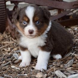 Charmer - Red tri male Miniature Australian Shepherd puppy in Evant, Texas from Lazy VT Bar Ranch