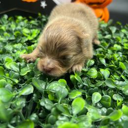 Boy 2 - Chocolate male Pomeranian puppy in Brentwood, California from Royalpawpoms