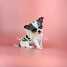 Tiny Huda - Chocolate brindled fawn female Chihuahua puppy in Anderson, South Carolina from Lil Treasures Chihuahuas