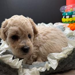 Sutton - Apricot male Maltipoo puppy in Colonial Beach, Virginia from BeachRidge Pups