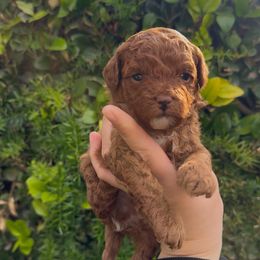 Buddy - Red  male Poodle puppy in Modesto, California from Oso’s Red Toy, Mini, & Standard Poodles