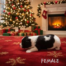 English Springer Spaniel Puppies from Fur & Feathers Kennel