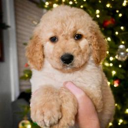 Prancer - White male Bernedoodle puppy in Lookout, California from Remington Kennels, LLC
