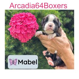 Allison - Brindle female Boxer puppy in Portland, Maine from Gail's Boxers