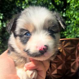 Miss Maggie - Blue merle female Toy Australian Shepherd puppy in Dolan Springs, Arizona from High Desert Companions