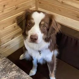 Miniature Australian Shepherd All Grown Up from Klatt's Mini Aussies
