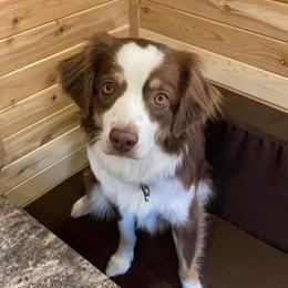 Miniature Australian Shepherd All Grown Up from Klatt's Mini Aussies
