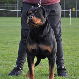 Rolex - Rottweiler