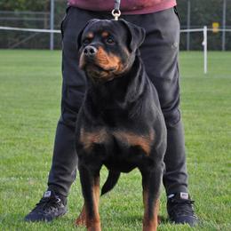 Rolex - Rottweiler