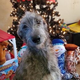 Rowena - Irish Wolfhound