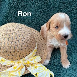 Ron - Red  male Goldendoodle puppy in Conroe, Texas from Tails of Cypress