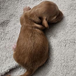 King - Red male Dachshund puppy in Redding, California from Dulcedoxies
