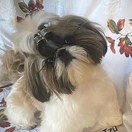Deja - Shih Tzu