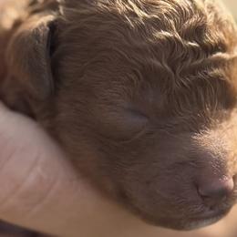 Goldendoodles from Ashlee Shelley