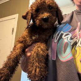 Rojo - Red male Irish Doodle puppy in Harrisburg, Arkansas from Ransone’s Ridge Runners Poodles and Doodles
