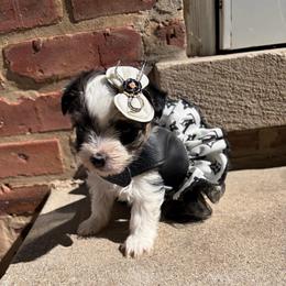 Talia - Parti female Yorkshire Terrier puppy in Illinois from Pretty Little Yorkies