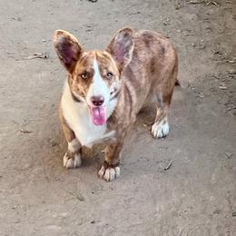 Figgie - American Corgi
