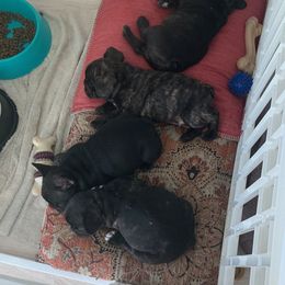 French Bulldog Puppies from Luna and London’s Puppies