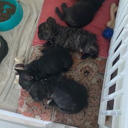 French Bulldog Puppies from Luna and London’s Puppies