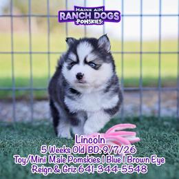 Lincoln - Black and white male Pomsky puppy in Humeston, Iowa from M.A.R. Dogs
