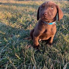 French Brittany and Labrador Retriever Puppies from Mackinaw Valley Gun Dogs