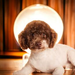 Marvin - Cockapoo