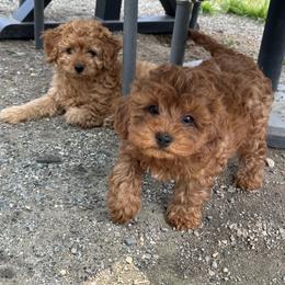 Cavapoo Puppies from Buttercup Doodles