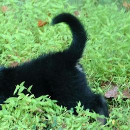 German Shepherd Puppies from Trick Dog & Farm Dog Certified & Urban Canine Good Citizen