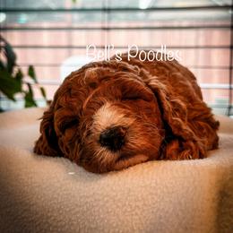 Poodle puppies from Bell’s Poodles Of California