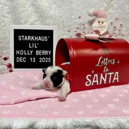 Girl 2 - female French Bulldog puppy in Westerly, Rhode Island from Starkhaus Rottweilers & Frenchies