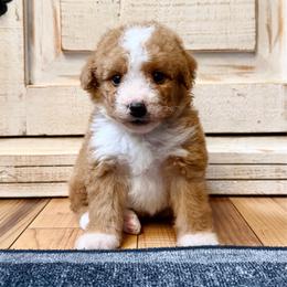 Red and White Bicolor female - Red female Bernedoodle puppy in Brooksville, Florida from Kruger Doodles