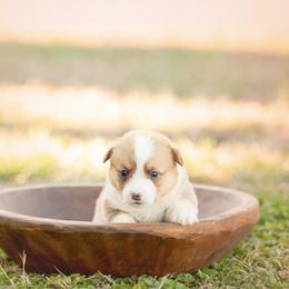 Red collar - Hammy - Red male Pembroke Welsh Corgi puppy in Waverly Hall, Georgia from 6g Ranch Corgis
