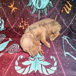 Fawn - Fawn (isabella) and rust female Doberman Pinscher puppy in Louisville, Kentucky from Ruiz Dobermans