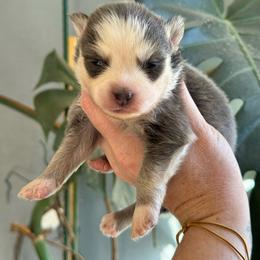 Lunaris - Blue female Pomsky puppy in Boonville, Indiana from Elysian Pomskies