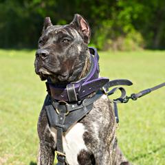 EL - Perro de Presa Canario