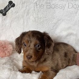 Dachshund and Miniature Schnauzer Puppies from The Bossy Doxie Farm