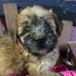 F3 - Wheaten female Soft Coated Wheaten Terrier puppy in Gladewater, Texas from Felicias Swheaties