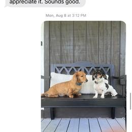 Wiggles - Dachshund
