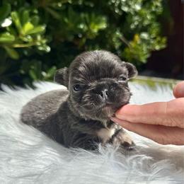 Diva - Tricolors female French Bulldog puppy in San Diego, California from Hlop Frenchies LLC