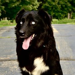 Ghost - Australian Shepherd