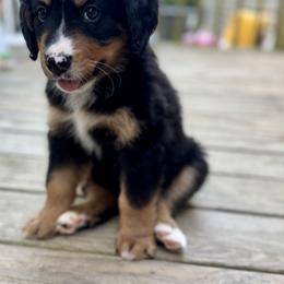 Bernedoodle Puppies from Cove Creek Companions