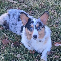 Wray - American Corgi