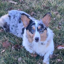 Wray - American Corgi