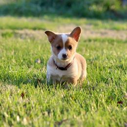 Boy 1 - Sable male Pembroke Welsh Corgi puppy in Ocala, Florida from Dolan Farms Corgis